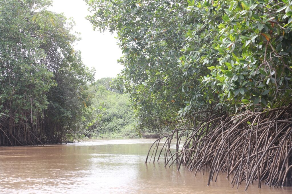 DELTA BAÍA DAS CANÁRIAS
